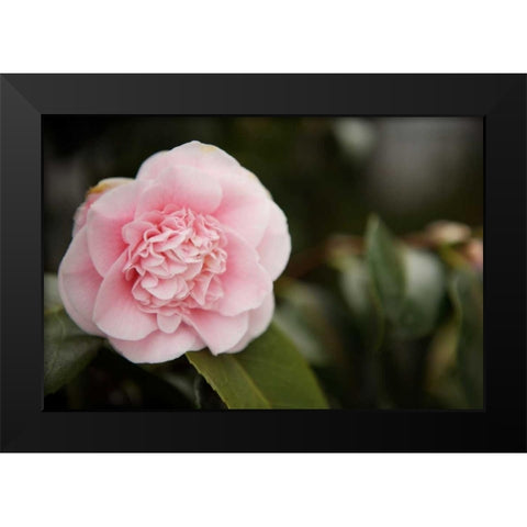 Macro Bloom V Black Modern Wood Framed Art Print by Millet, Karyn
