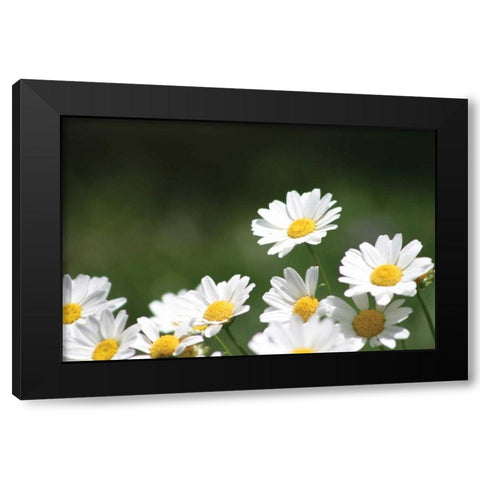 Field of Daisies II Black Modern Wood Framed Art Print with Double Matting by Millet, Karyn