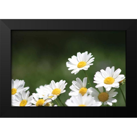 Field of Daisies II Black Modern Wood Framed Art Print by Millet, Karyn