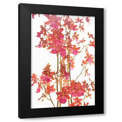 Pink Orchid II Black Modern Wood Framed Art Print by Millet, Karyn