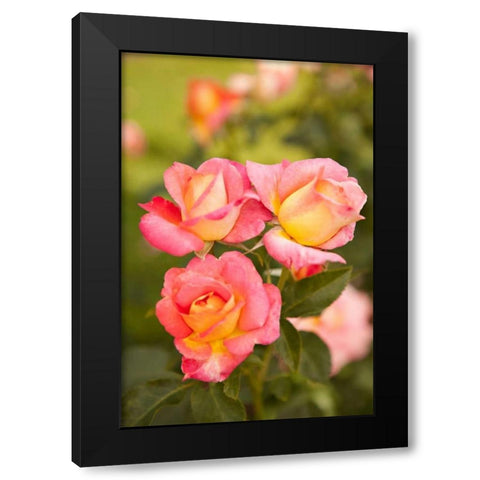 Rose Garden II Black Modern Wood Framed Art Print with Double Matting by Millet, Karyn