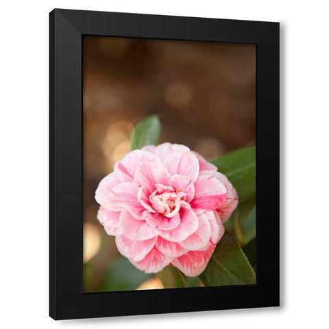 Bokeh Rose I Black Modern Wood Framed Art Print by Millet, Karyn