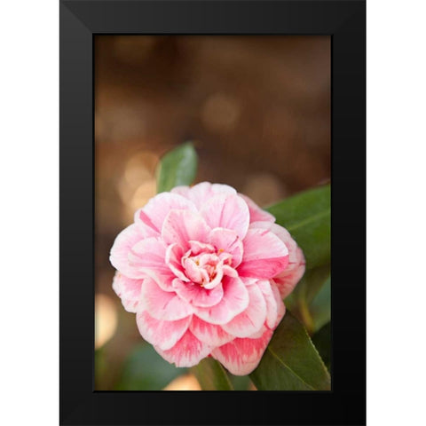 Bokeh Rose I Black Modern Wood Framed Art Print by Millet, Karyn