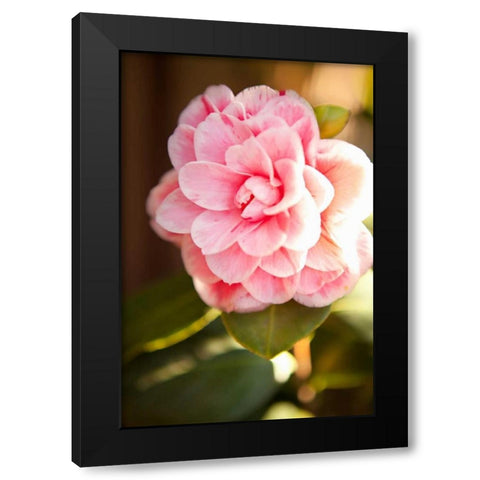 Bokeh Rose II Black Modern Wood Framed Art Print by Millet, Karyn