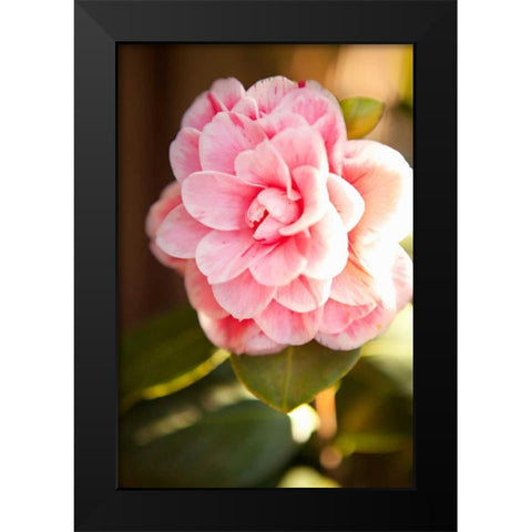 Bokeh Rose II Black Modern Wood Framed Art Print by Millet, Karyn