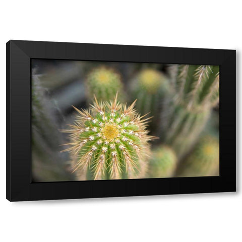 Cactus I Black Modern Wood Framed Art Print by Millet, Karyn
