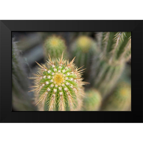 Cactus I Black Modern Wood Framed Art Print by Millet, Karyn
