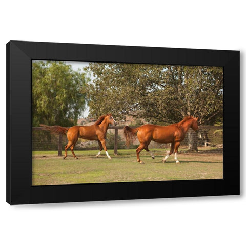 Horse Play I Black Modern Wood Framed Art Print by Millet, Karyn