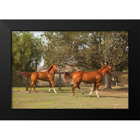 Horse Play I Black Modern Wood Framed Art Print by Millet, Karyn
