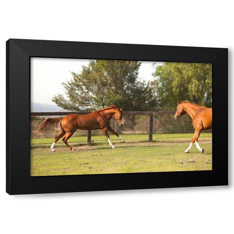 Horse Play II Black Modern Wood Framed Art Print with Double Matting by Millet, Karyn