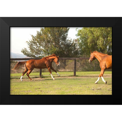 Horse Play II Black Modern Wood Framed Art Print by Millet, Karyn