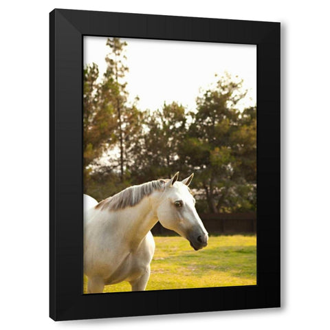 White Horse Black Modern Wood Framed Art Print by Millet, Karyn