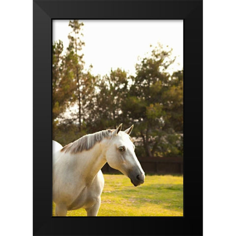 White Horse Black Modern Wood Framed Art Print by Millet, Karyn