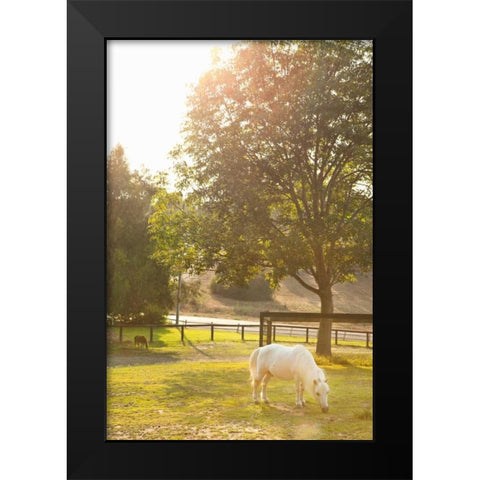 White Pony Black Modern Wood Framed Art Print by Millet, Karyn