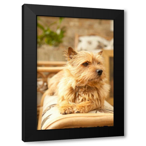 Sunny Spot Black Modern Wood Framed Art Print with Double Matting by Millet, Karyn