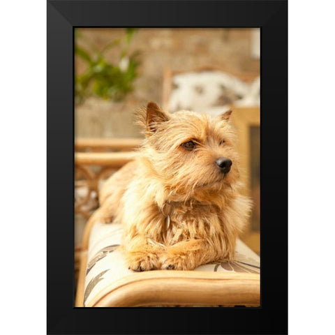 Sunny Spot Black Modern Wood Framed Art Print by Millet, Karyn