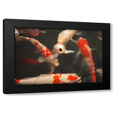 Koi II Black Modern Wood Framed Art Print by Millet, Karyn