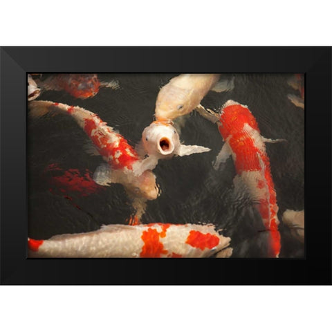 Koi II Black Modern Wood Framed Art Print by Millet, Karyn