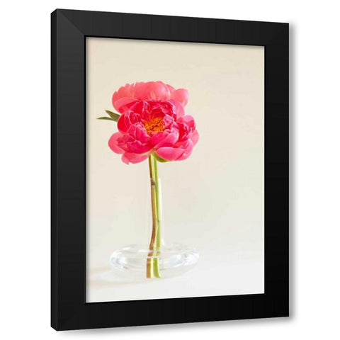 Pink Peonies in Vase I Black Modern Wood Framed Art Print with Double Matting by Millet, Karyn