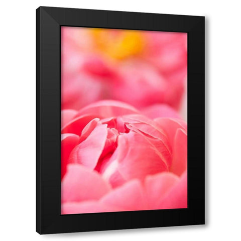 Pink Peony II Black Modern Wood Framed Art Print with Double Matting by Millet, Karyn