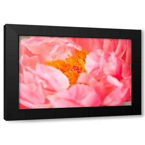 Pink Peony V Black Modern Wood Framed Art Print with Double Matting by Millet, Karyn