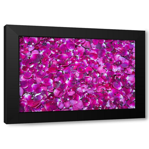 Pink Petals III Black Modern Wood Framed Art Print by Millet, Karyn