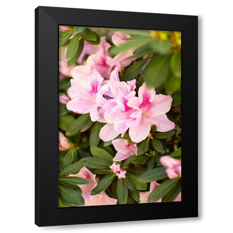 Pink Rhody I Black Modern Wood Framed Art Print with Double Matting by Millet, Karyn