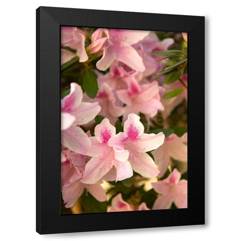 Pink Rhody II Black Modern Wood Framed Art Print by Millet, Karyn