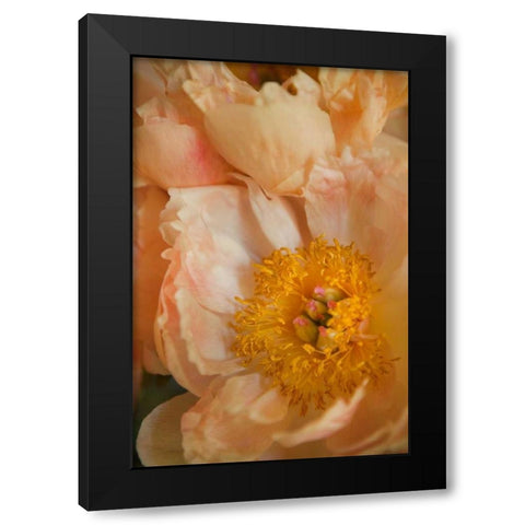 Peach Peonies I Black Modern Wood Framed Art Print with Double Matting by Millet, Karyn