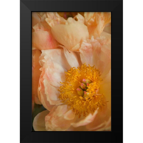 Peach Peonies I Black Modern Wood Framed Art Print by Millet, Karyn
