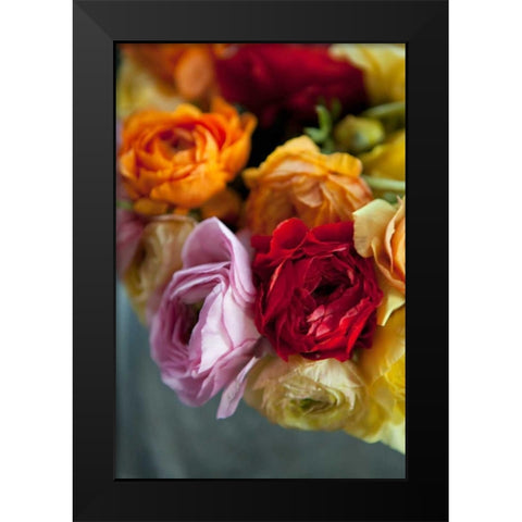 Ranunculus II Black Modern Wood Framed Art Print by Millet, Karyn