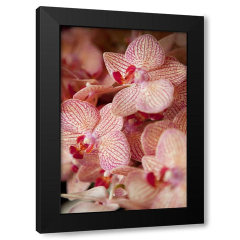 Orchid II Black Modern Wood Framed Art Print with Double Matting by Millet, Karyn