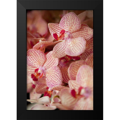 Orchid II Black Modern Wood Framed Art Print by Millet, Karyn