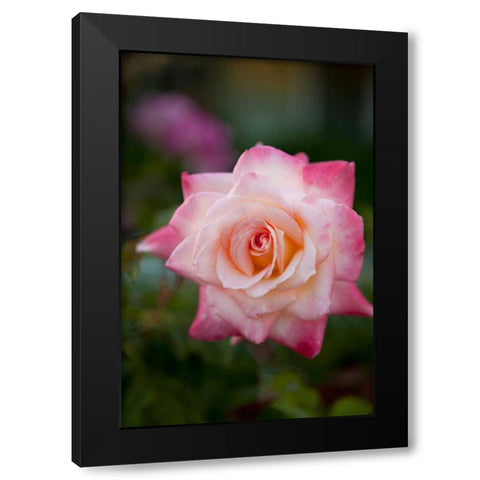 Pink Rose Black Modern Wood Framed Art Print by Millet, Karyn