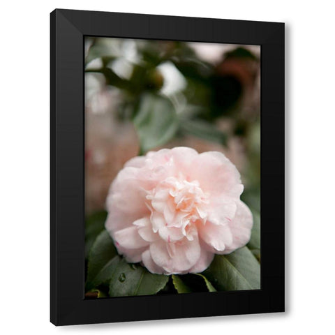 Pink Flowers III Black Modern Wood Framed Art Print by Millet, Karyn