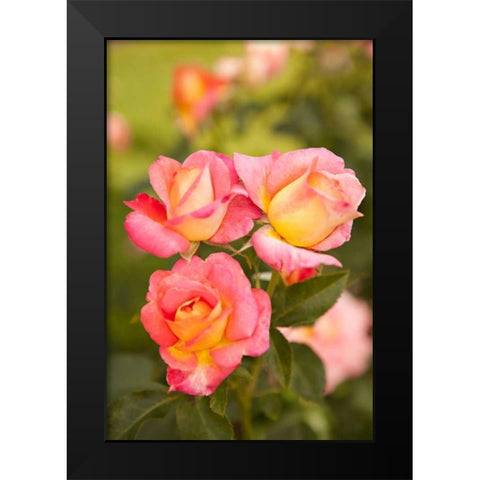 Pink Roses II Black Modern Wood Framed Art Print by Millet, Karyn