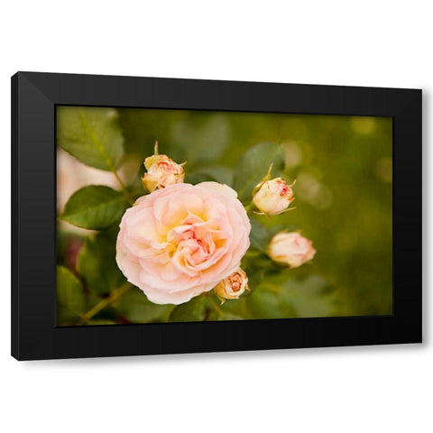 Rose Bush I Black Modern Wood Framed Art Print with Double Matting by Millet, Karyn