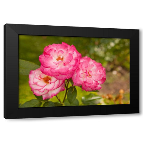 Rose Bush II Black Modern Wood Framed Art Print with Double Matting by Millet, Karyn