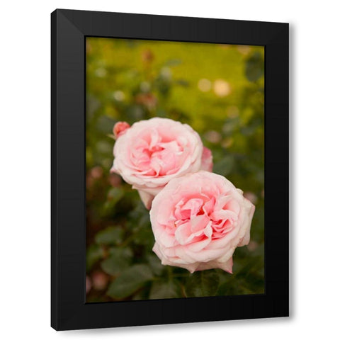 Rose Bush IV Black Modern Wood Framed Art Print by Millet, Karyn
