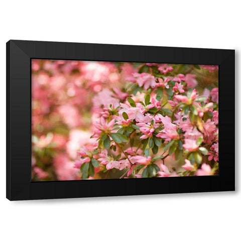 Pink Rhody III Black Modern Wood Framed Art Print by Millet, Karyn
