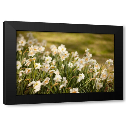 Daffodils Black Modern Wood Framed Art Print by Millet, Karyn