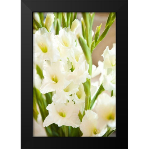 Gladiolus Black Modern Wood Framed Art Print by Millet, Karyn