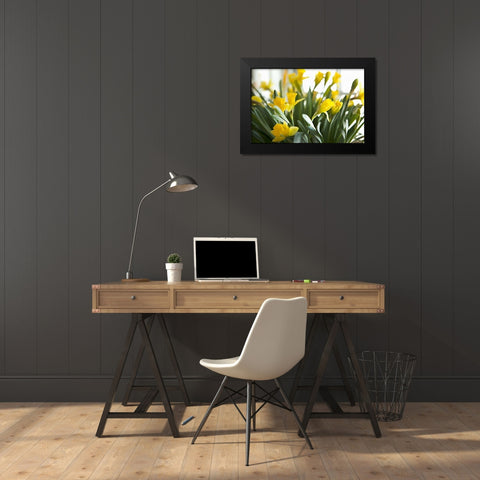Daffodil Bouquet Black Modern Wood Framed Art Print by Millet, Karyn