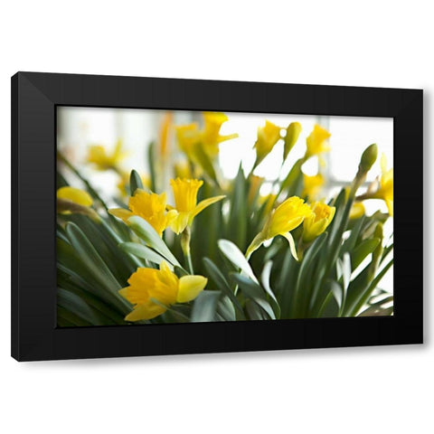 Daffodil Bouquet Black Modern Wood Framed Art Print by Millet, Karyn