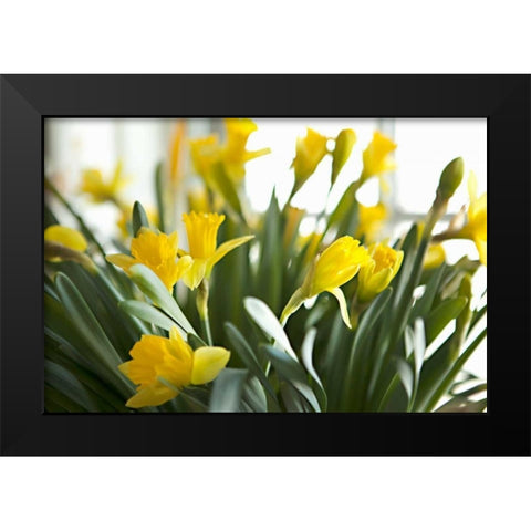 Daffodil Bouquet Black Modern Wood Framed Art Print by Millet, Karyn