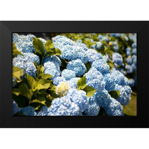 Blue Hydrangea Black Modern Wood Framed Art Print by Millet, Karyn