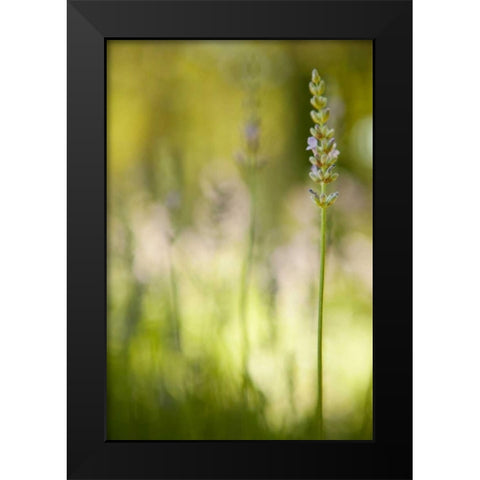 Lavender I Black Modern Wood Framed Art Print by Millet, Karyn