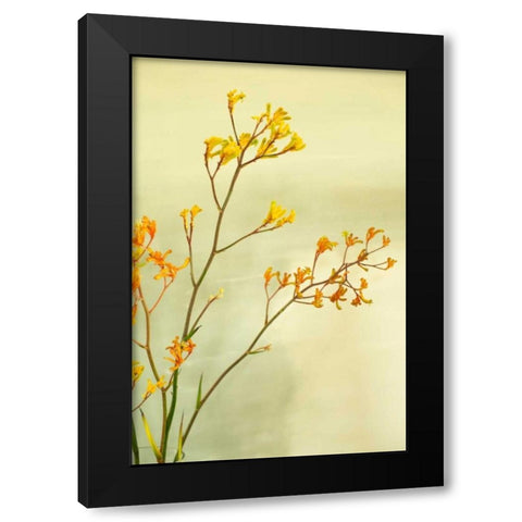 Kangaroo Paw I Black Modern Wood Framed Art Print with Double Matting by Millet, Karyn