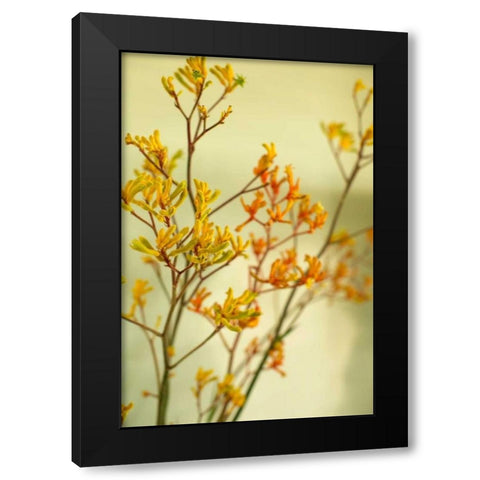 Kangaroo Paw II Black Modern Wood Framed Art Print by Millet, Karyn