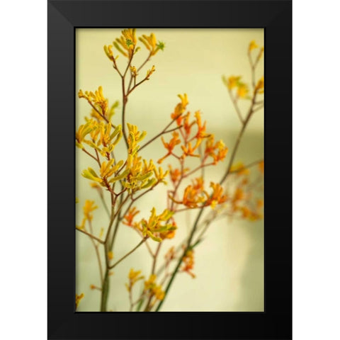 Kangaroo Paw II Black Modern Wood Framed Art Print by Millet, Karyn